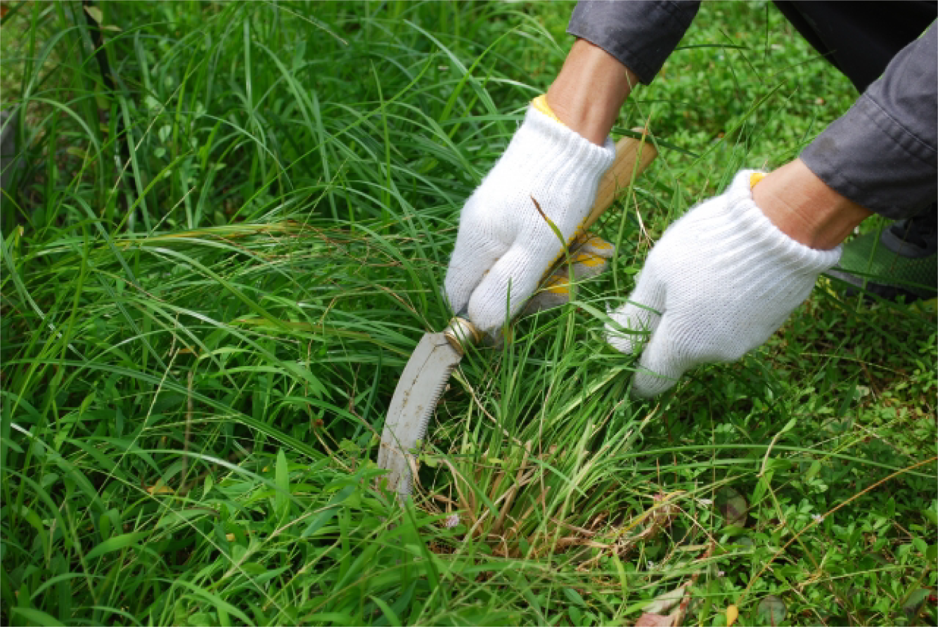 草むしり・庭木の手入れ